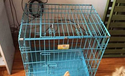 雞架喂狗正確喂法