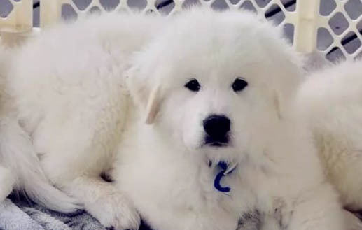 大白熊犬如何辨認
