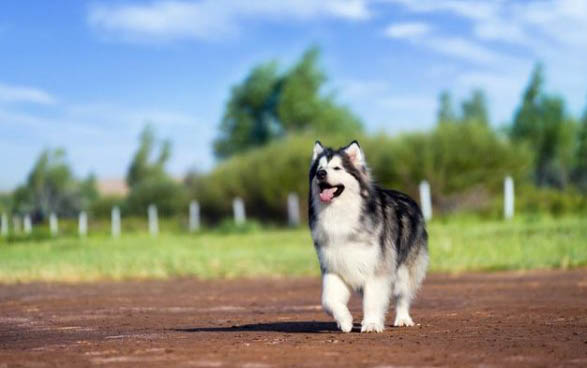 養阿拉斯加犬有什么好處和壞處嗎