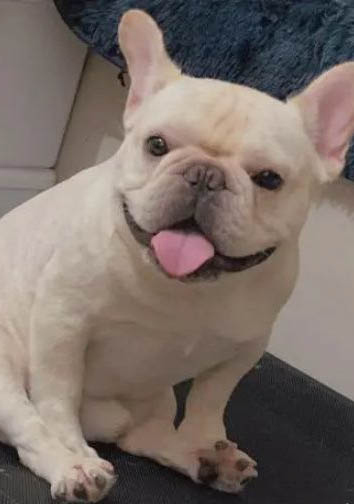 狗狗吐了可以吃土霉素嗎