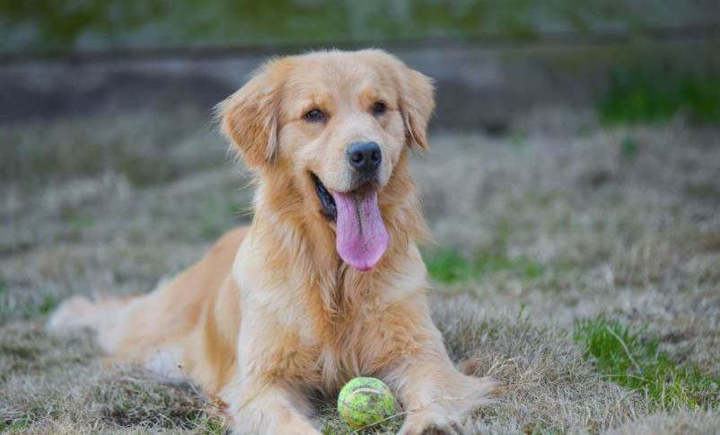 哪些犬是烈性犬
