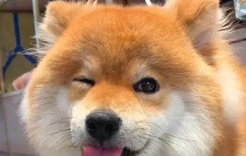柴犬一直打噴嚏是為什么？
