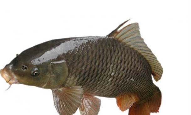 龍種金魚有哪些品種
