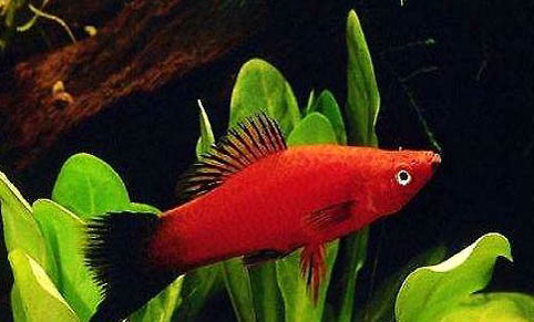孔雀魚緞帶和大C哪個好養