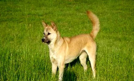 狗狗得了犬瘟病要多久才能產生抗體