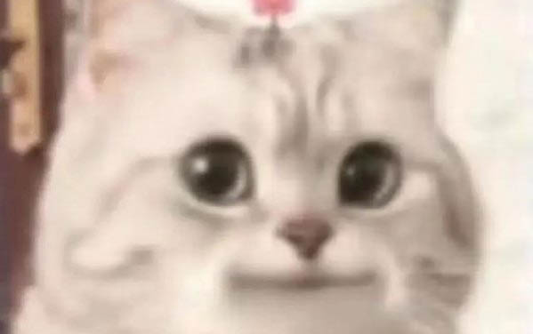 貓咪幾個月開始發情？