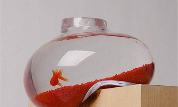 80的魚缸可以養幾條七彩神仙魚