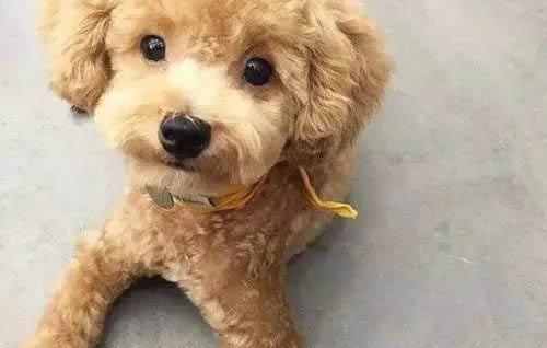 泰迪吃東西總是吐怎么辦?