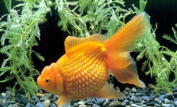 觀賞魚拒食的原因及處理方法