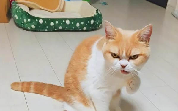 貓?bào)w內(nèi)寄生蟲