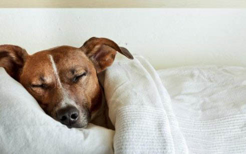 比熊犬智商相當于幾歲