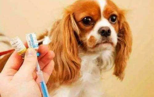 得了狂犬病的狗能活多久呢？