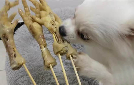 狗狗愛掉毛是怎么回事