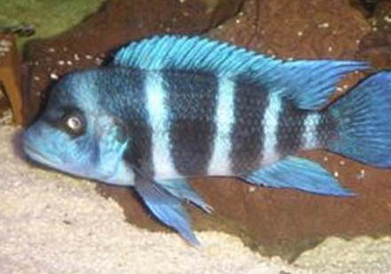 養(yǎng)魚(yú)有哪些注意事項(xiàng)