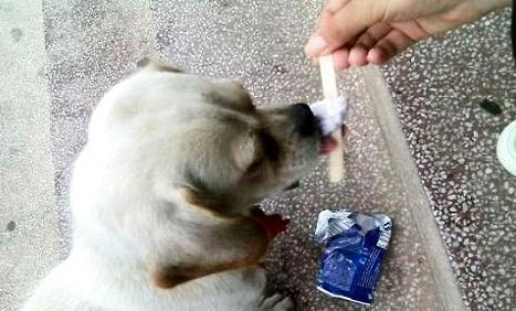狗腸炎在家怎么治療