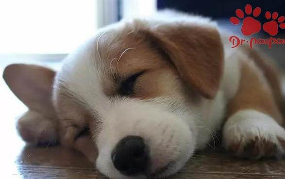 狗狗腿上長紅色疙瘩的原因及處理方法