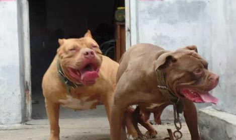 比特犬和加納利犬誰更厲害