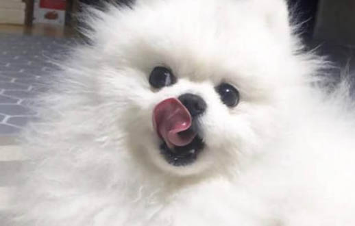 帶狗狗外出爬山注意事項
