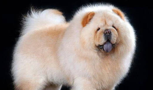 產(chǎn)后金毛犬不愿進(jìn)食怎么辦？