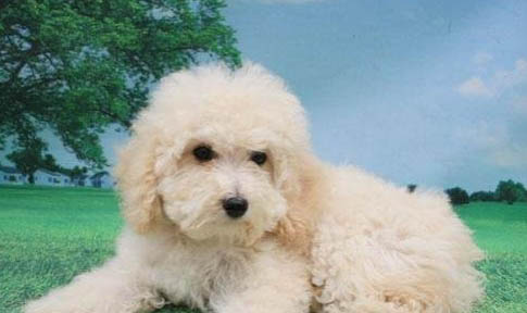 狗狗能不能吃檸檬啊