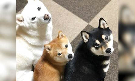新手如何挑選柴犬狗糧配方