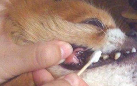 泰迪狗狗可以吃葡萄么