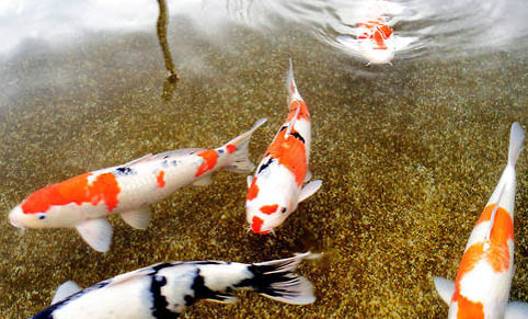 錦鯉魚一般幾天喂一次食