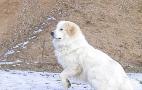 狗狗呼吸急促喘氣聲大