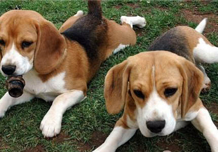 比格犬和柯基犬哪個(gè)好