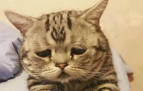 帶貓咪出門怎么上廁所