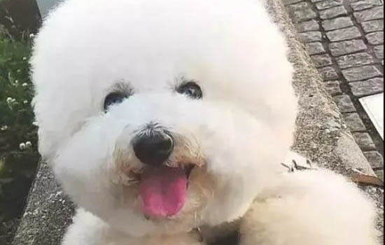 比熊犬和泰迪哪個(gè)貴