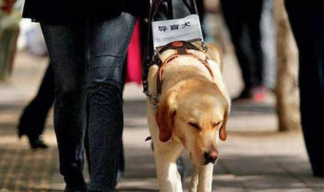 導盲犬會叫嗎