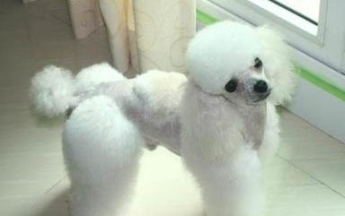 貴賓犬和雪納瑞哪個好養