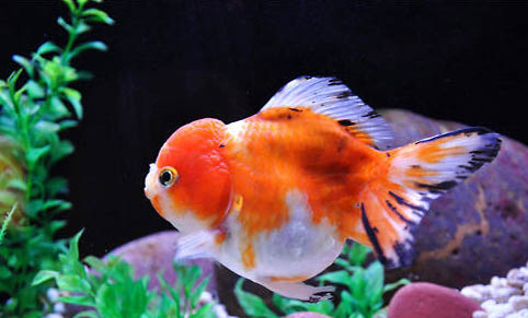 天熱釣魚釣深水還是淺水