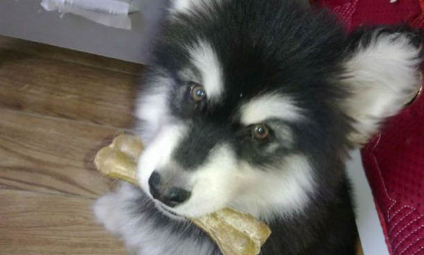 棉花面紗犬哪里有賣