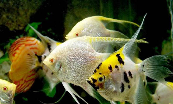 金魚有哪些種類
