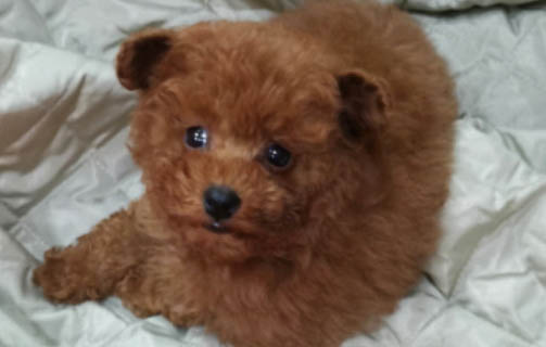 泰迪和金毛雜交值錢嗎