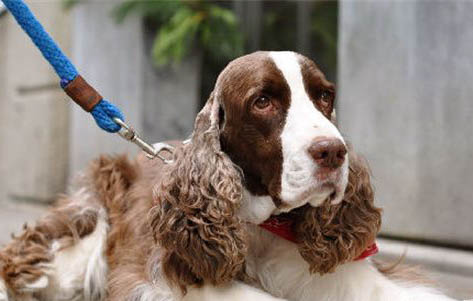 史賓格犬的訓練方法
