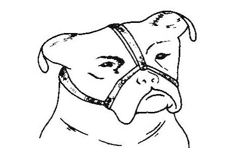 狗是唯一能辨別人類面部表情的動物