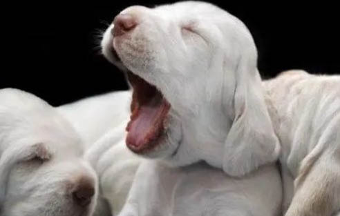 高加索幼犬喂養