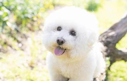 狗狗去蜱蟲小妙招