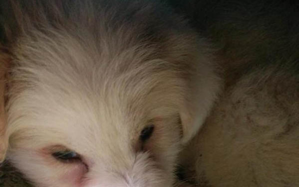請問家里的狗狗狗死了要怎么處理？