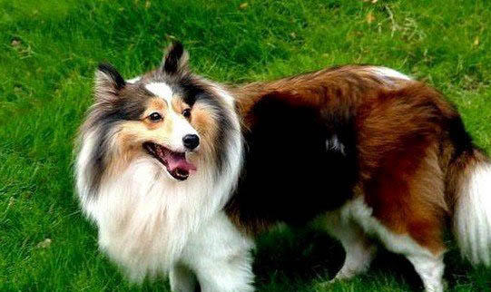 蘇格蘭牧羊犬為什么會(huì)嘔吐？如何處理及注意事項(xiàng)？