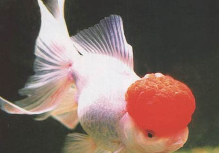 金魚多久可以長大