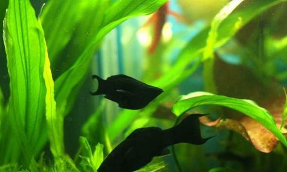 瑪麗魚難產的原因