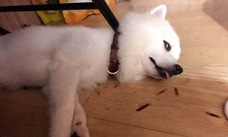 狗狗黃疸要多久退黃
