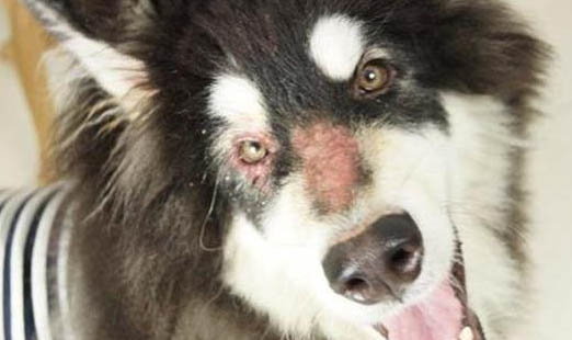 犬瘟發(fā)抖持續(xù)多久
