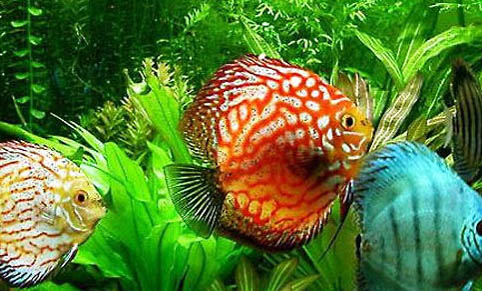 七彩神仙魚多久繁殖一次
