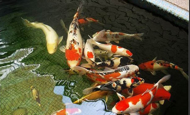 熱帶魚怎么開缸養水