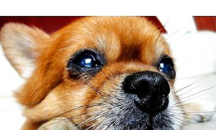 哪里有賣博美犬